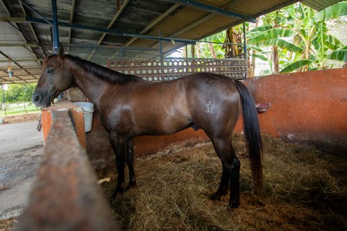 Fotobanka s bezplatnými fotkami na tému kôň, slama, stabilný kôň