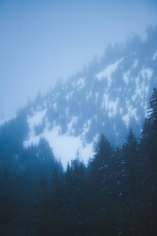 Mountain Forest in Winter Fog