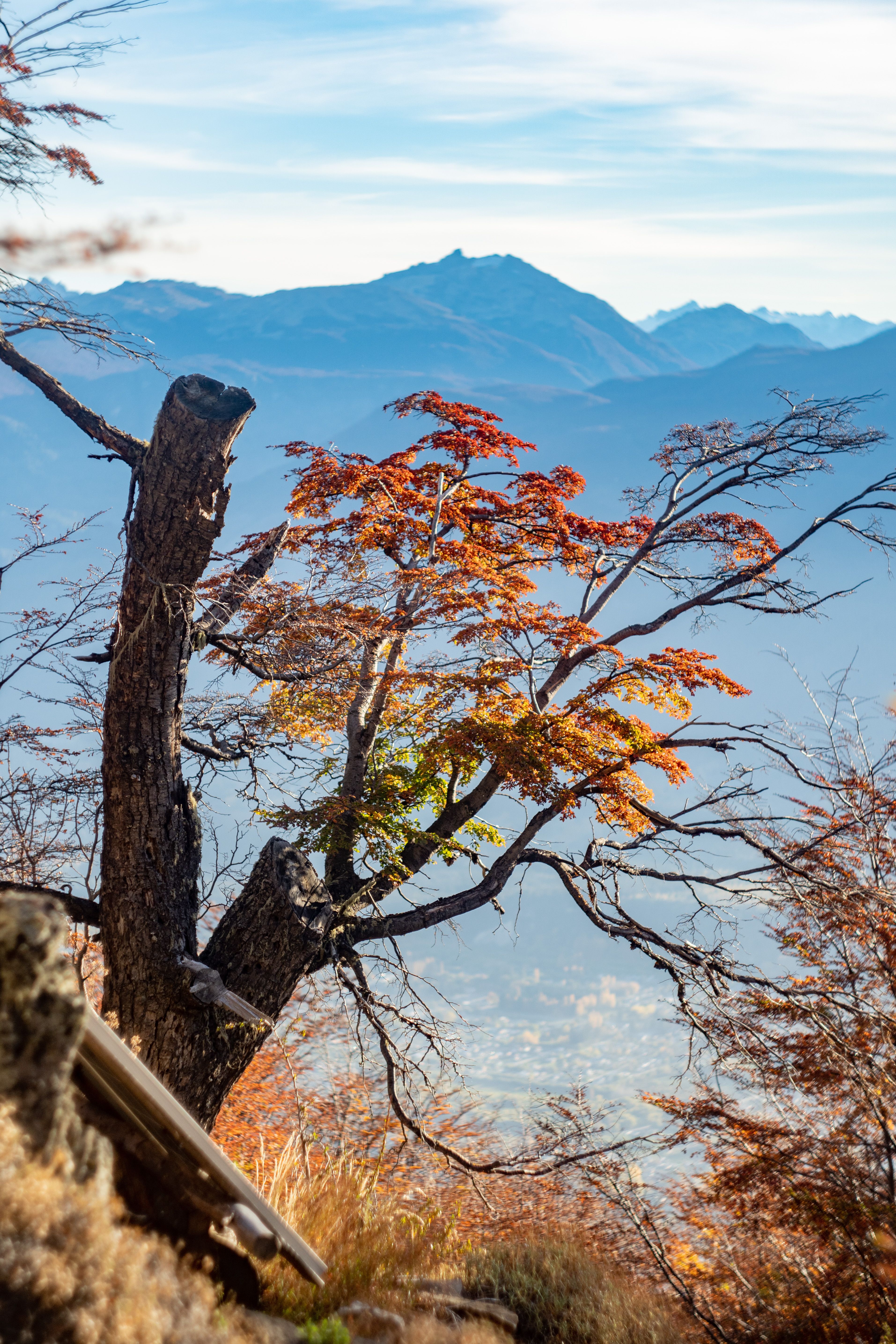 Golden Leaves on a Tree in a Mountain Valley · Free Stock Photo