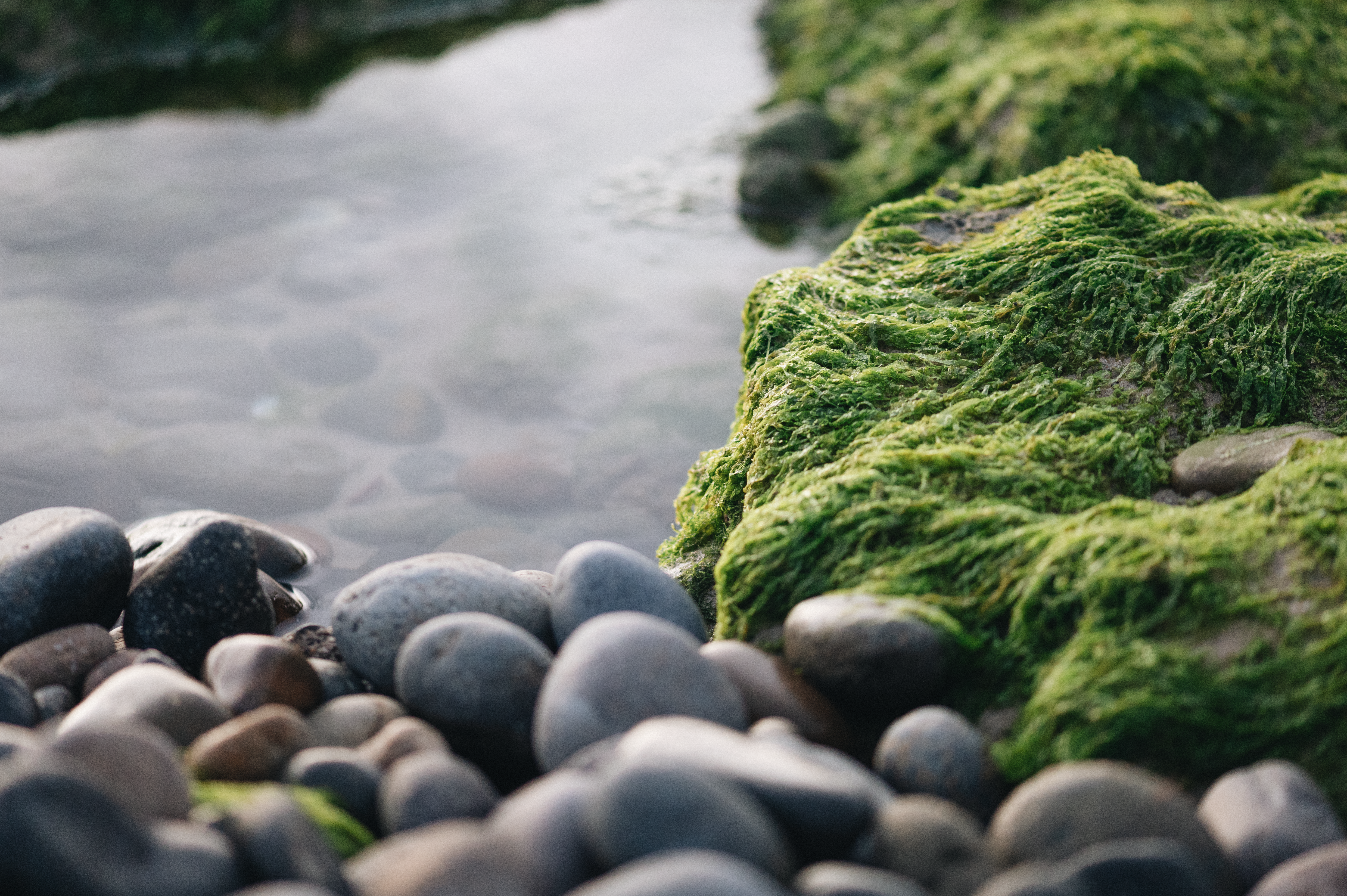 marimo - Qu’est-ce qu’un marimo exactement ?