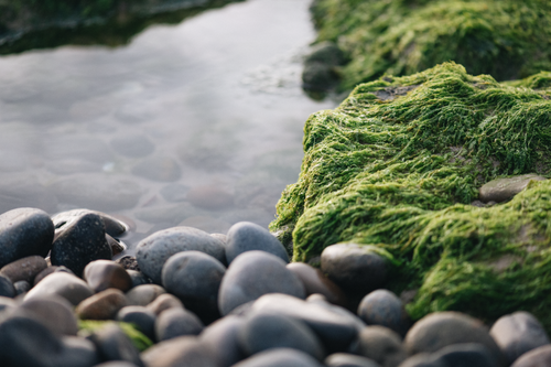 Free A serene close-up of lush green moss on rocks by the water, showcasing natural textures. Stock Photo