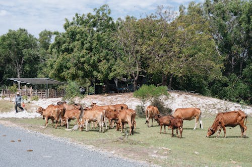 Cows in Summer