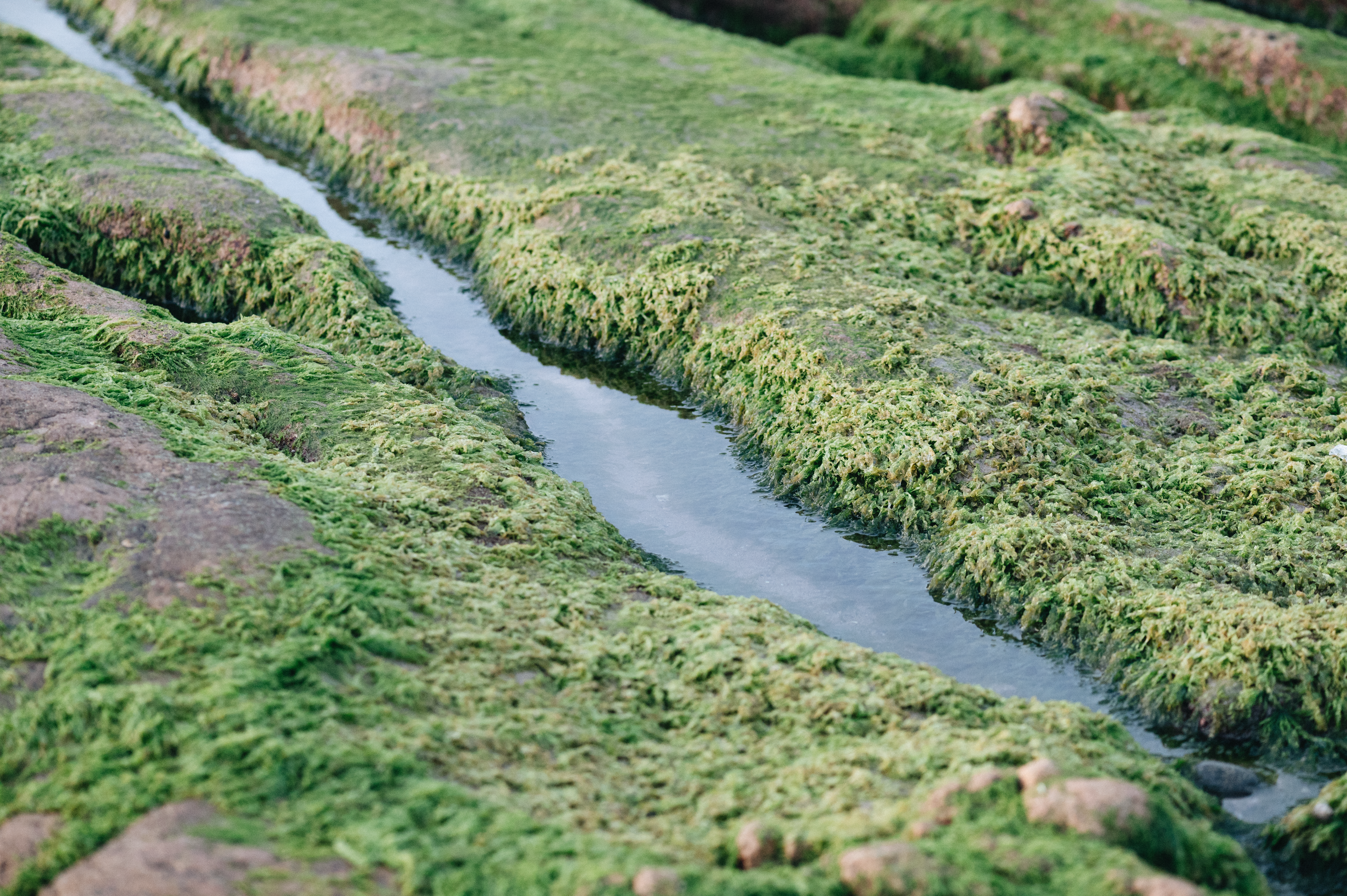 Les 7 Algues d'Eau Douce Méconnues qui Nourrissent votre Énergie Cellulaire et Détoxifient votre Org