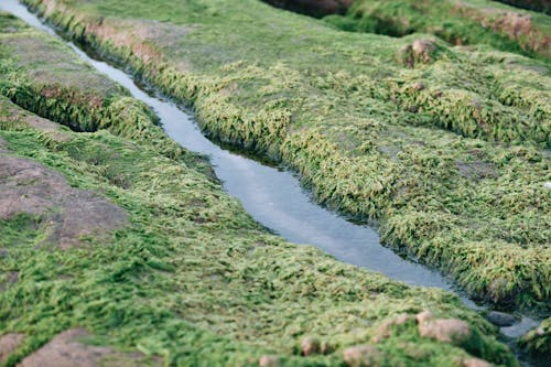 Close up of Water on Green Ground