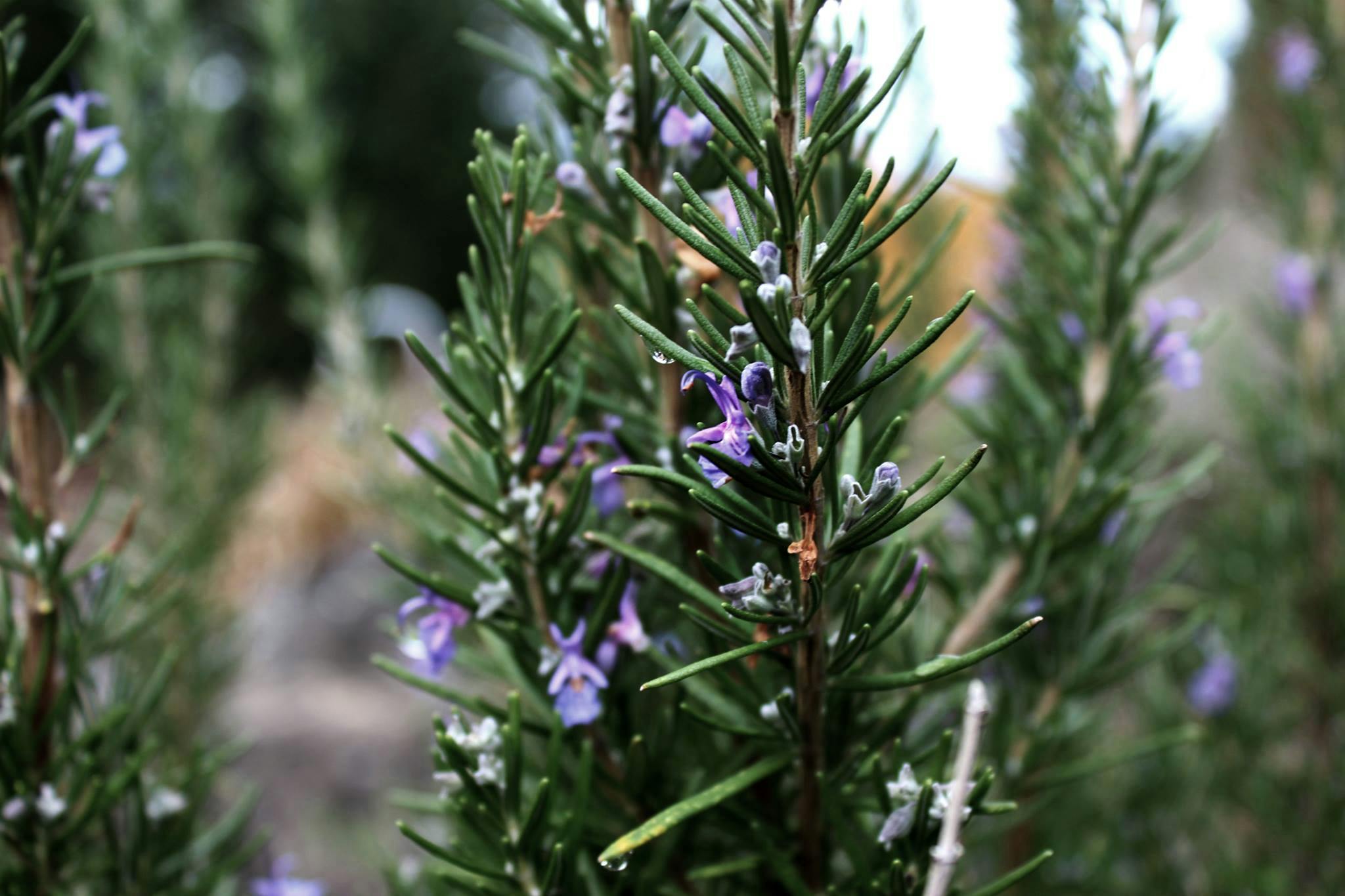 Free stock photo of rosemary