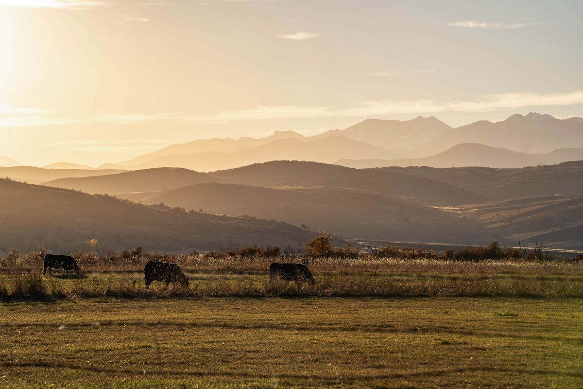 Gado pastando em fazenda brasileira
