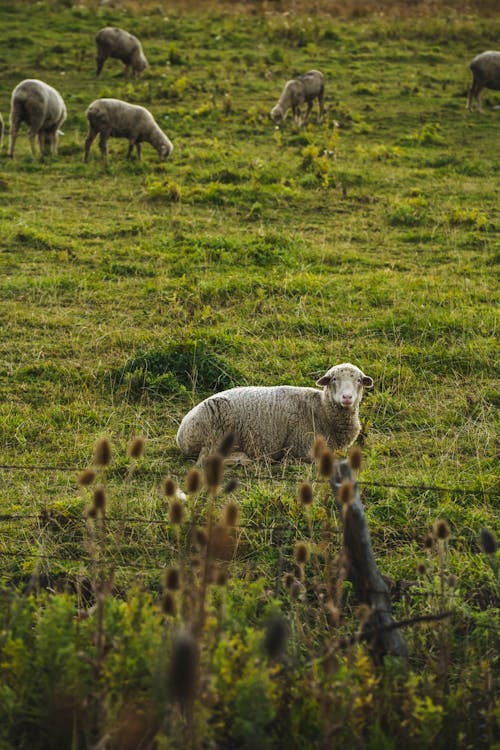 çiftlik hayvanları, çim saha, çit içeren Ücretsiz stok fotoğraf