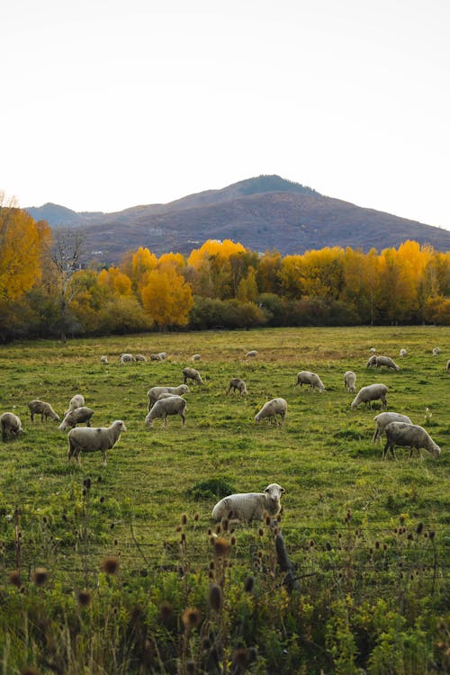 Imagine de stoc gratuită din animale, animale domestice, arbori