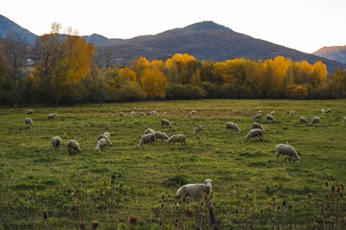 arazi, beslemek, çiftlik hayvanları içeren Ücretsiz stok fotoğraf