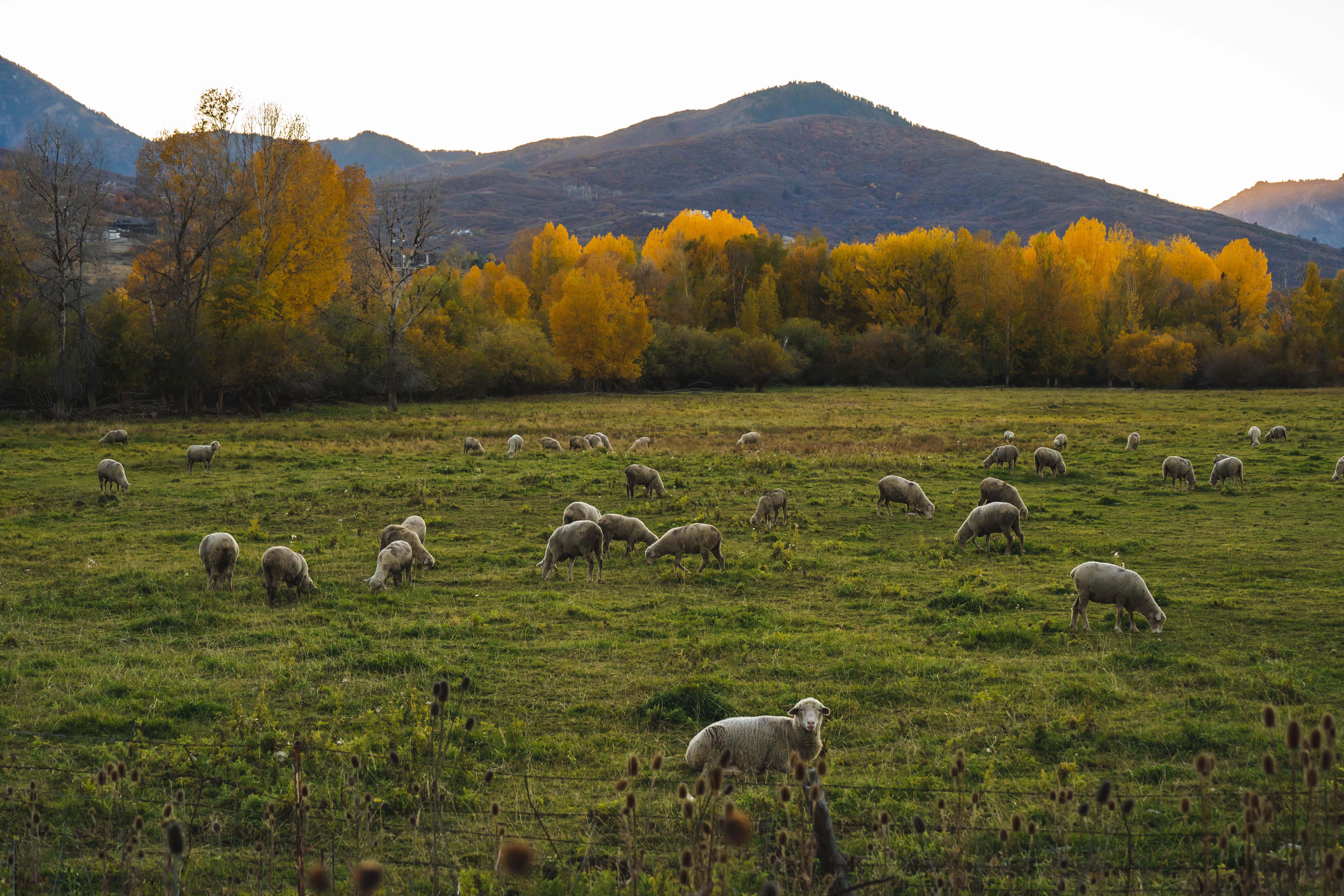 Flock of Sheep on a Pasture Near the Autumn Forest · Free Stock Photo