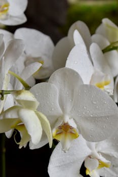 Close-up of serene white orchids adorned with fresh dew drops, capturing nature's delicate beauty.