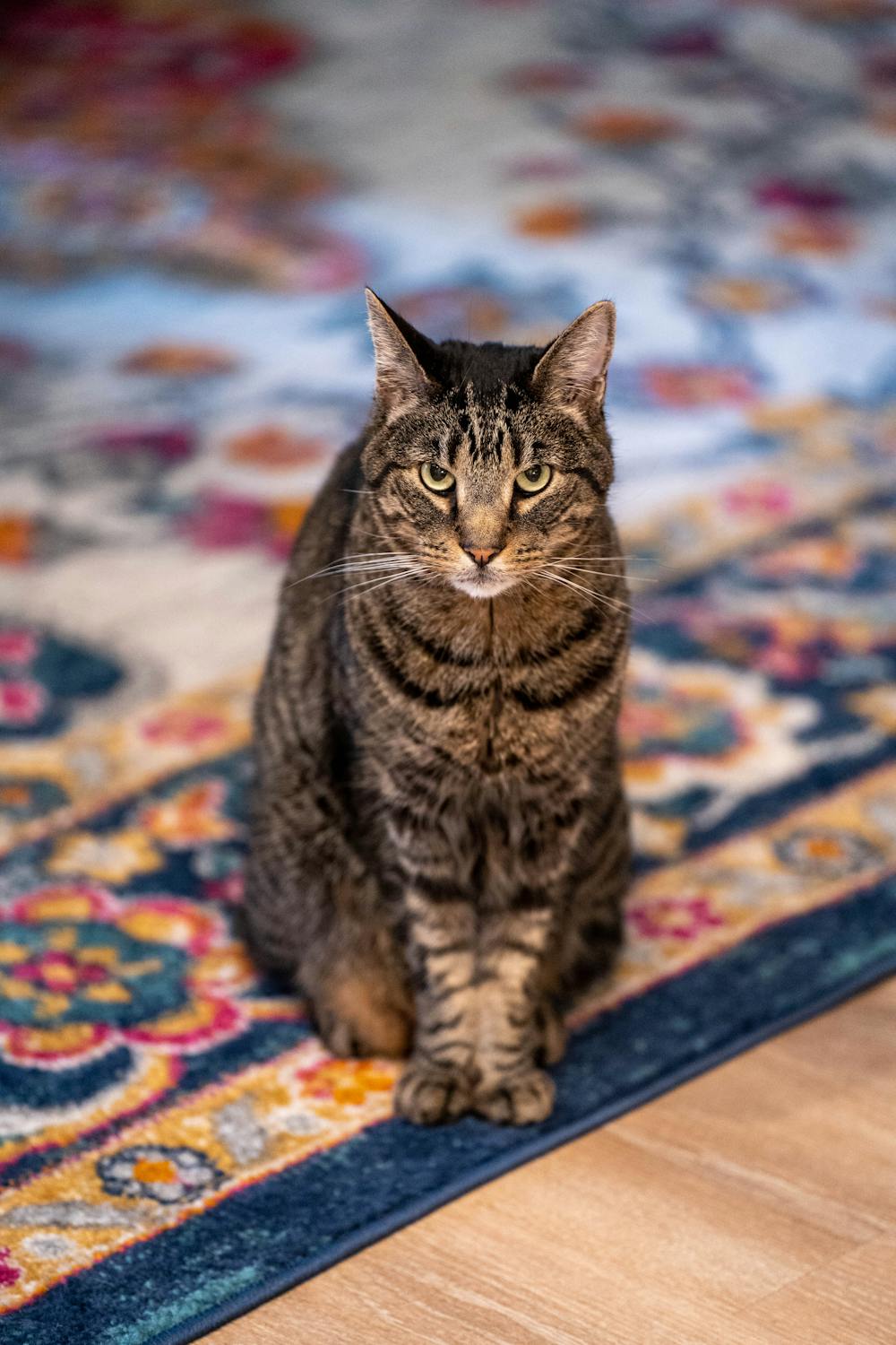 Tabby Cat Sitting on Rug · Free Stock Photo