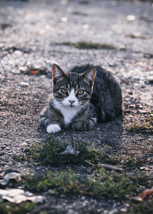 Fotobanka s bezplatnými fotkami na tému dno, domáce zviera, mačka