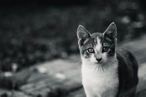 Foto d'estoc gratuïta de blanc i negre, fons de pantalla, foto vertical