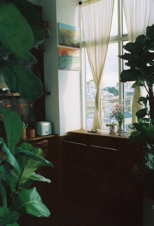Plants near Windows in Room