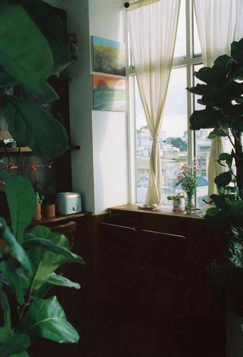 Plant-filled room in soft daylight by Nam Quân Nguyễn on Pexels