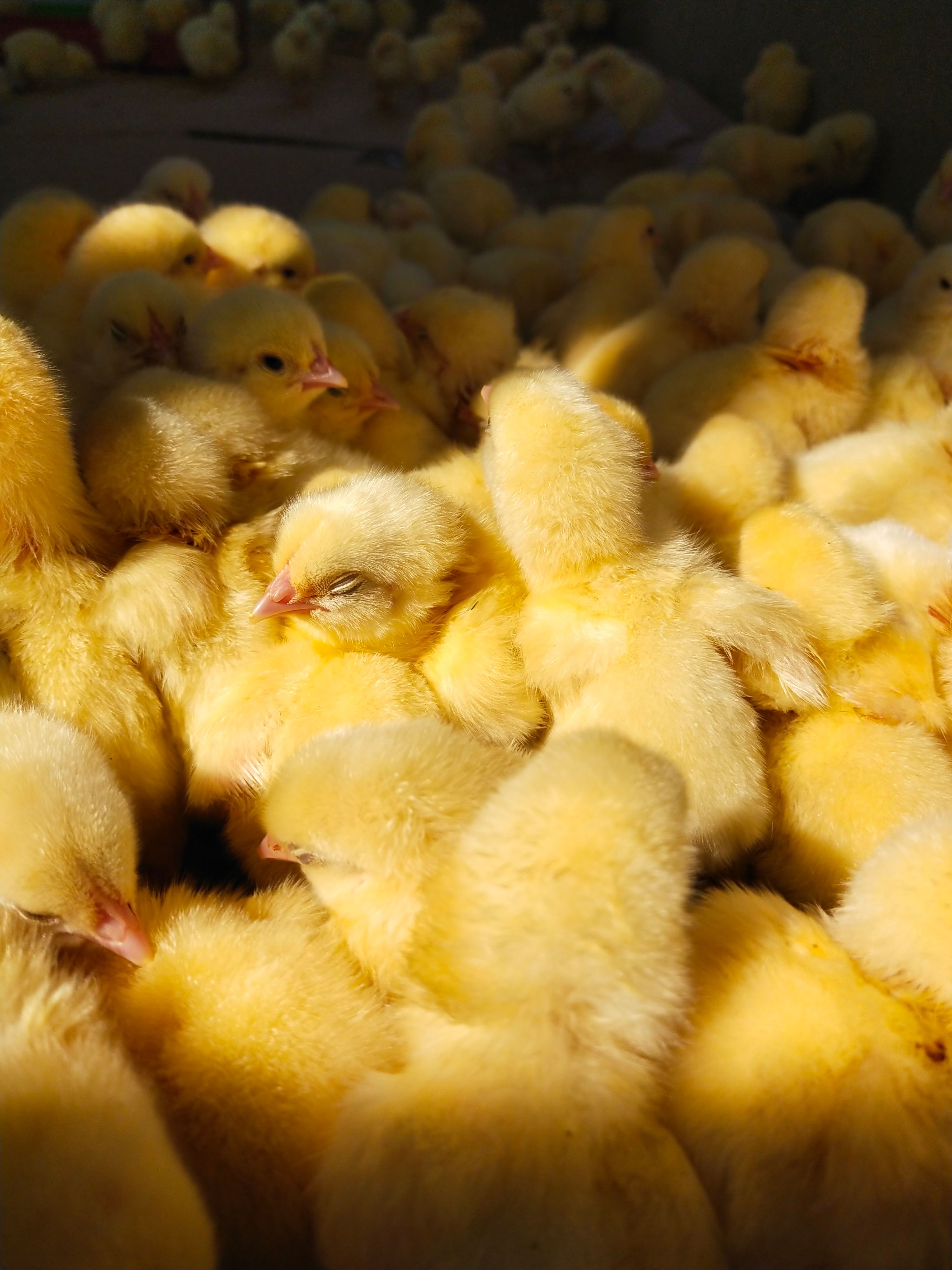 Foto de stock gratuita sobre abundancia, agricultura, animales bebés ...
