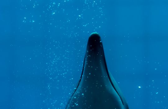 A striking silhouette of a dolphin underwater amidst air bubbles.