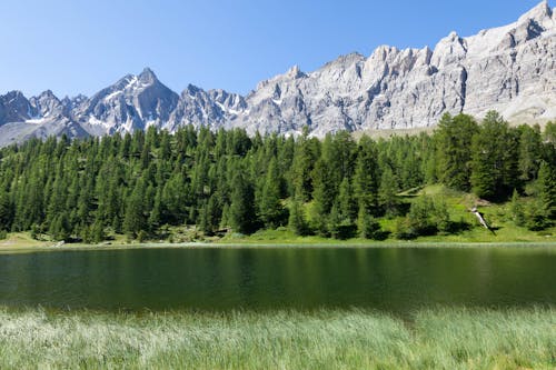 Fotobanka s bezplatnými fotkami na tému ihličnan, ihličnatý, jazero