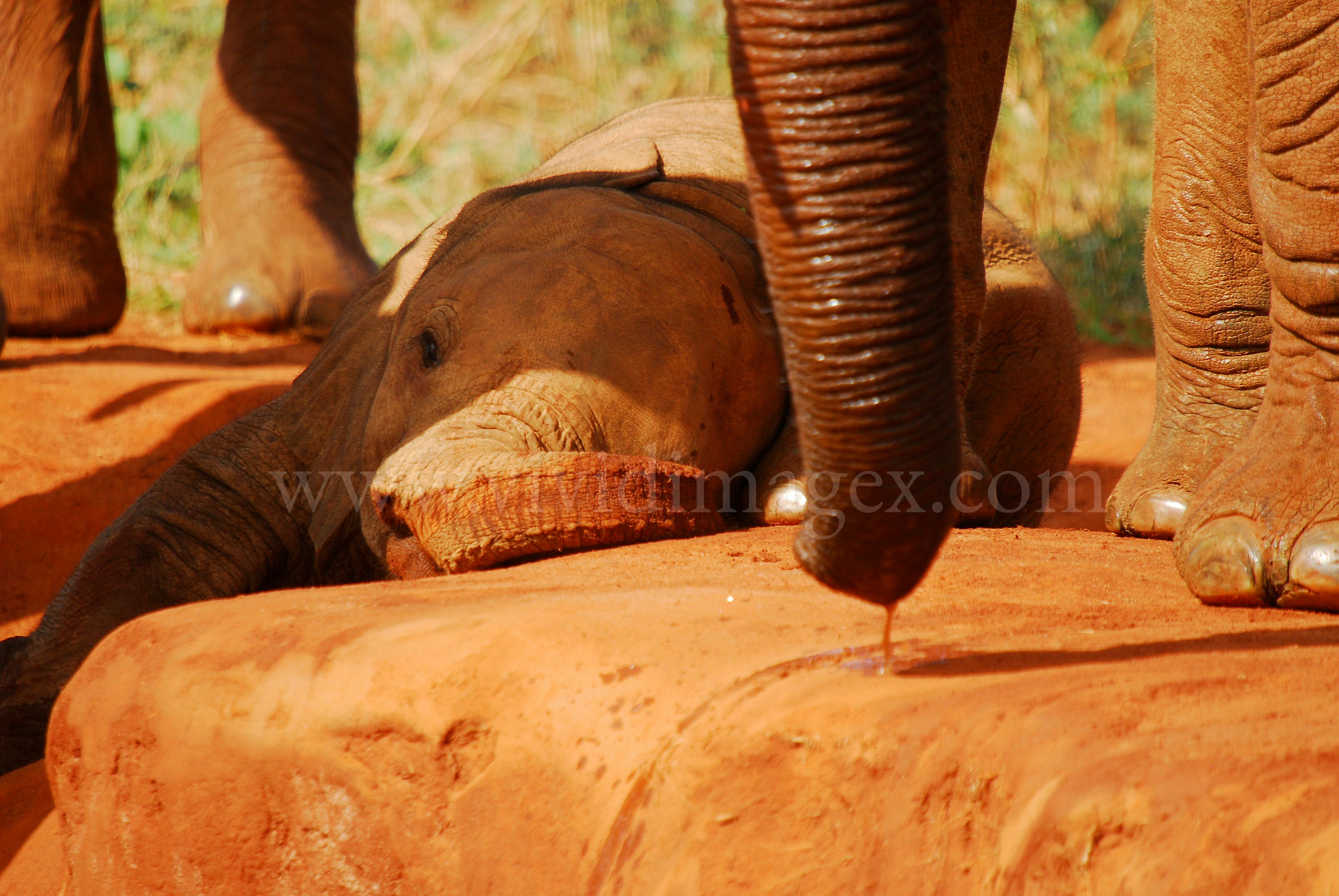 Ucretsiz Bebek Fil Waterhole Stok Fotografi