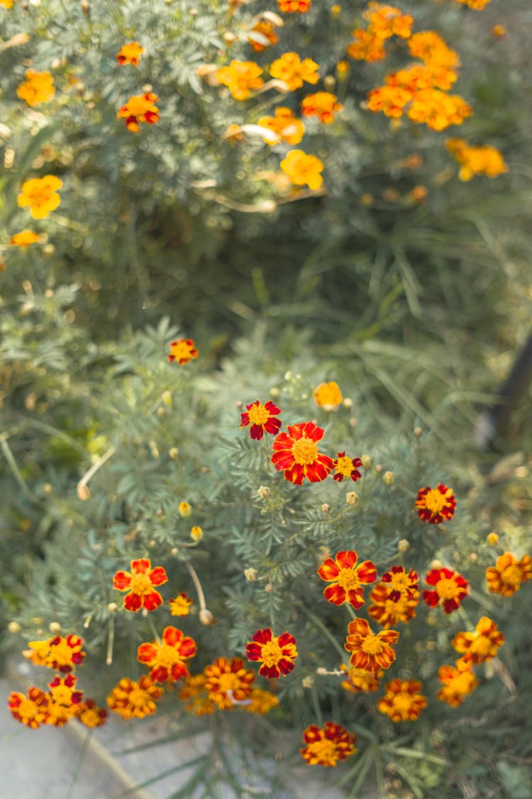 Close Up Of Red Flowers