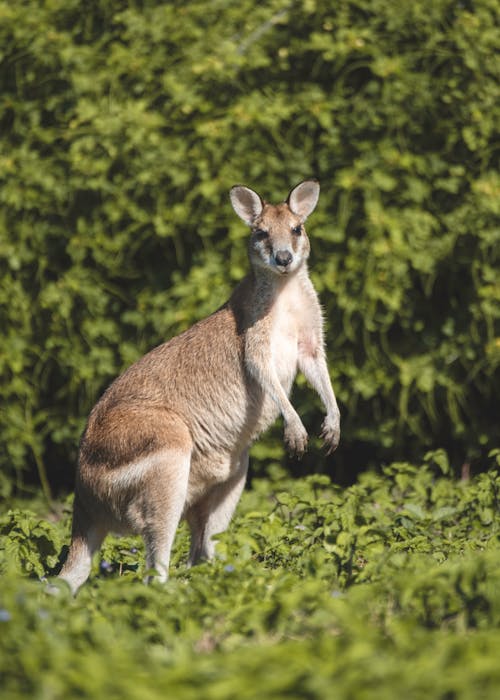 Gratis stockfoto met dierenfotografie, kangoeroe, mobiel achtergrond