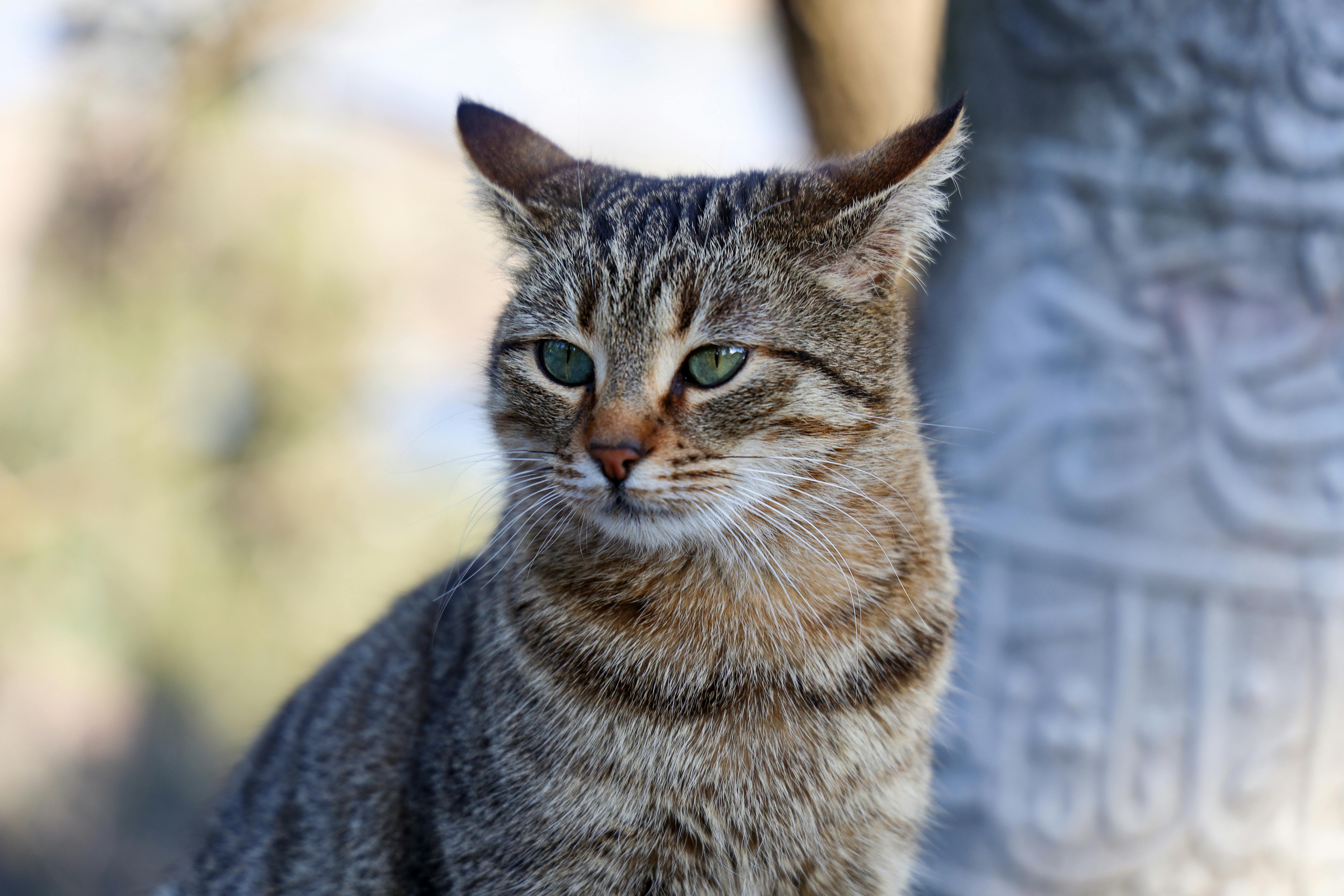 Portrait of Tabby Cat