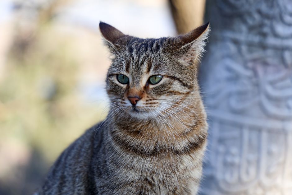 Saudi's new unicorn, Tabby hits $6.5B valuation Saudi's new unicorn, Tabby hits $6.5B valuation