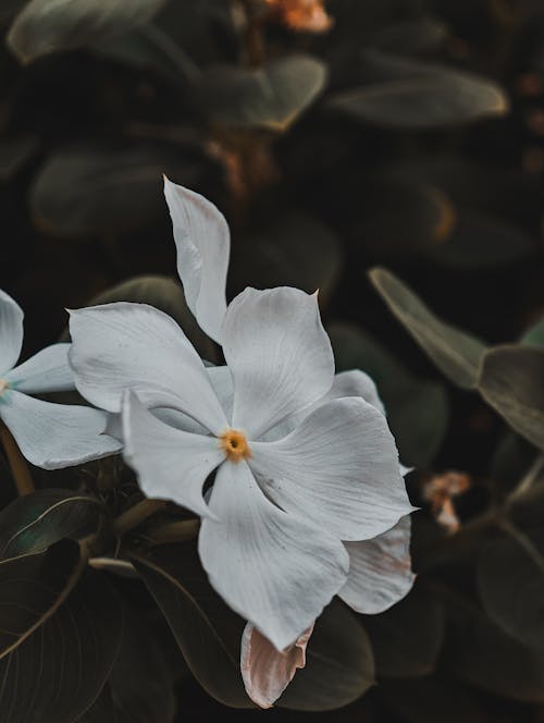 꽃, 꽃잎, 셀렉티브 포커스의 무료 스톡 사진