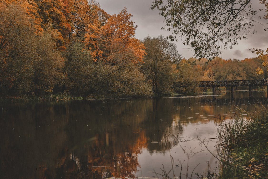 River and Forest in Autumn 