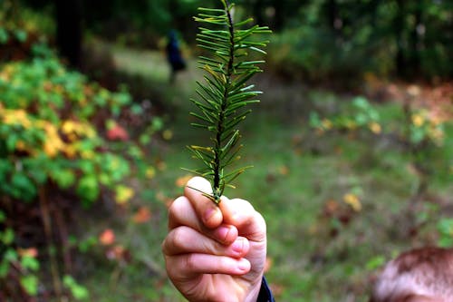 Gratis lagerfoto af pine