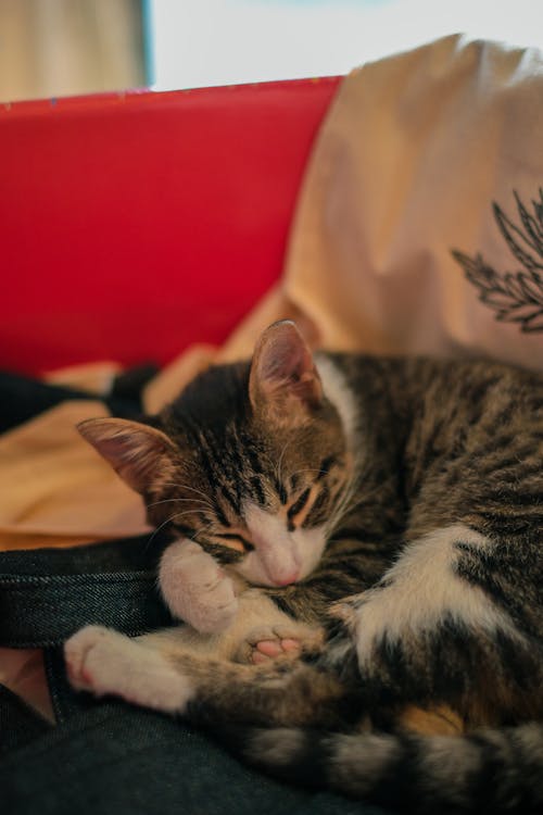 A Cat Sleeping on a Sofa 