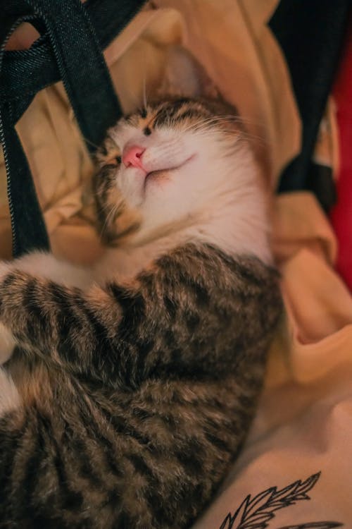 Sleeping Kitten Lying on Bags