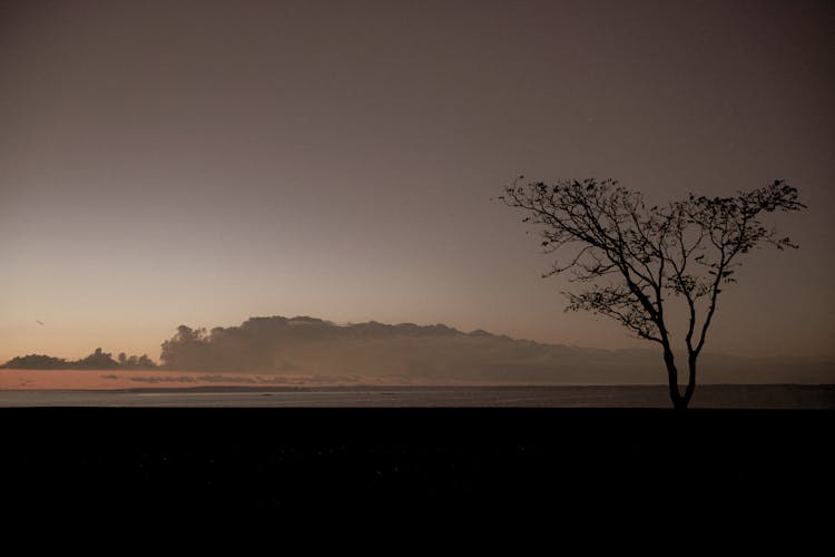 Single Tree At Dusk