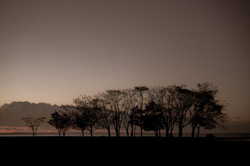 Trees under Clear Sky at Dusk