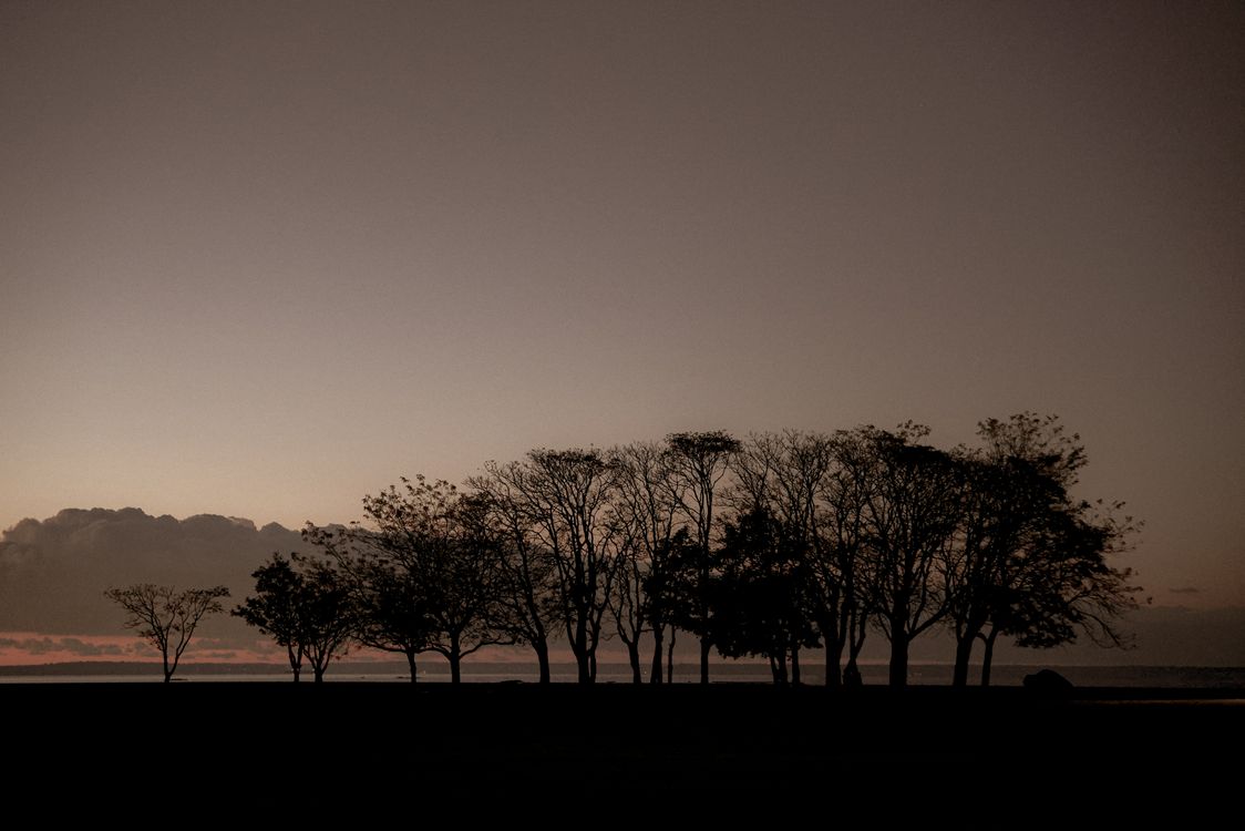 Trees under Clear Sky at Dusk · Free Stock Photo