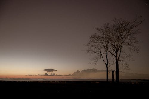 Foto d'estoc gratuïta de arbres, cel clar, natura