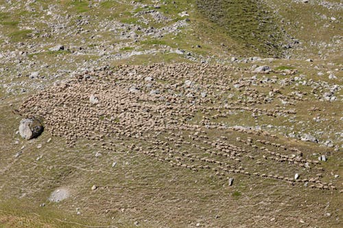 Herd of Sheep on Alpine Pasture in France