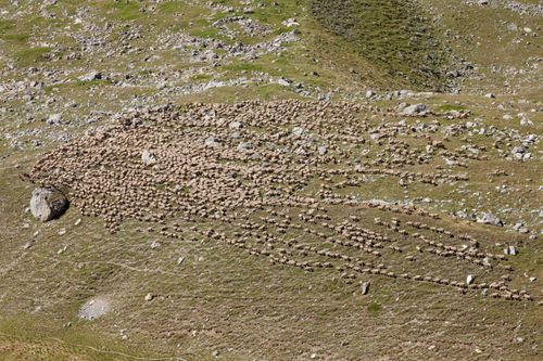Free Drone shot of a large sheep herd grazing in Valloire, France, highlighting natural landscapes. Stock Photo