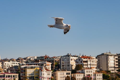Seagull Flying Above City 