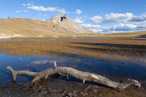 Driftwood on Marsh Near Mountain in France