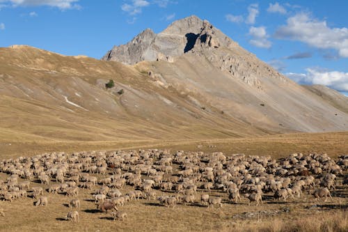 Sheep on Grassland in Alps, France