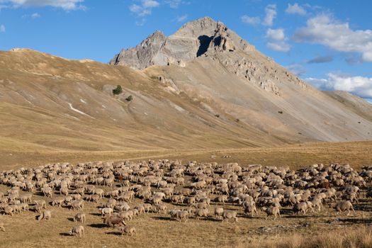 A herd of sheep in a grassy field
