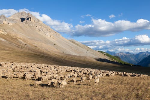 Herd of Sheep on Alpine Pasture