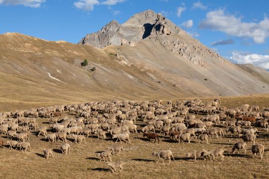 A herd of sheep in a field