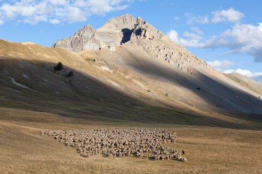 A herd of sheep in a grassy field near a mountain