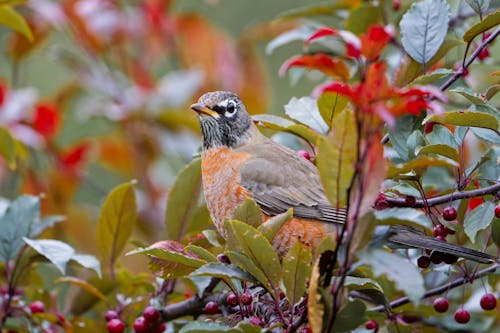 American Robin Among Leaves in Autumn