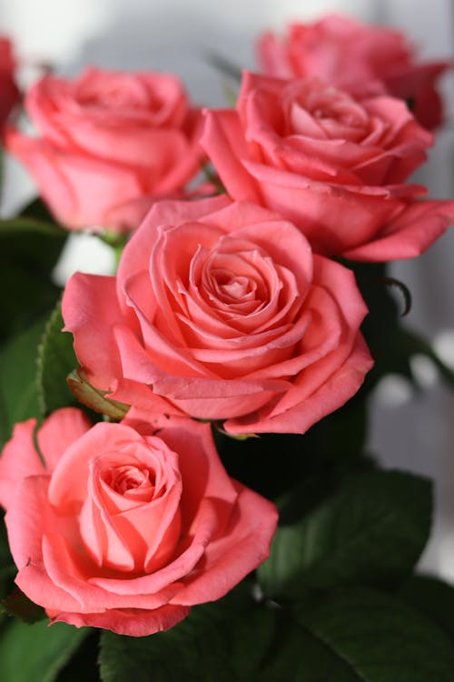 Romantic Bouquet of Pink Roses