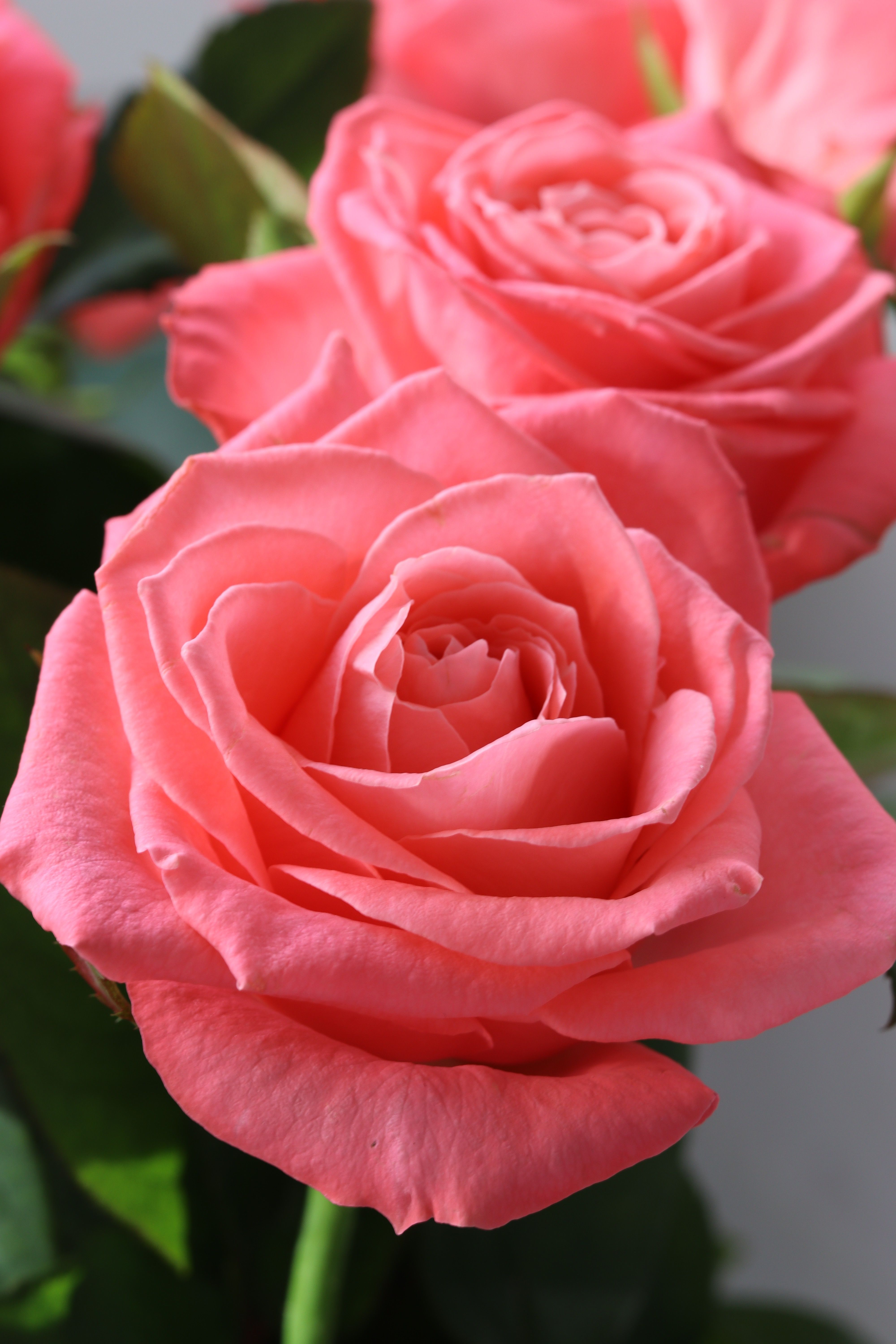 Close up of Roses · Free Stock Photo