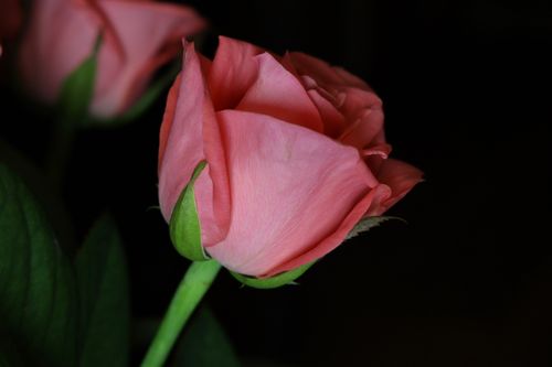 Free A captivating close-up of a delicate pink rose against a dark background. Stock Photo